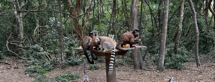 Monkeyland is one of South Africa.