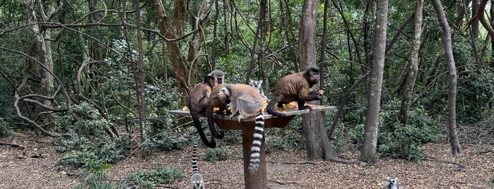 Monkeyland is one of Touri-Sights.