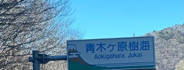 Aokigahara Forest is one of Tempat yang Disukai Masahiro.