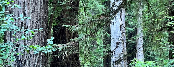 Prairie Creek Redwoods State Park is one of OR-ID-WA.