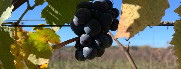 De Loach Winery & Vineyards is one of Napa.