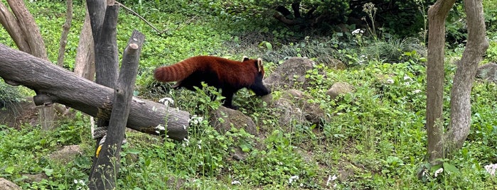 Red Panda is one of The 15 Best Zoos in Tokyo.