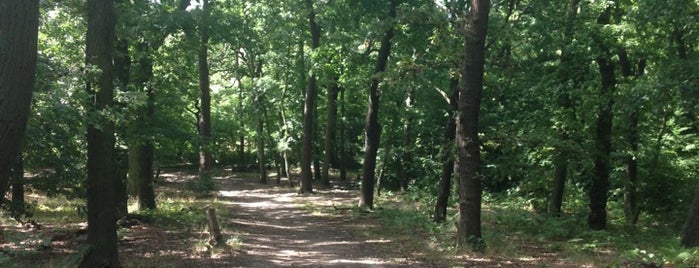 Claybury Woods and Park is one of Ancient woodland in London.