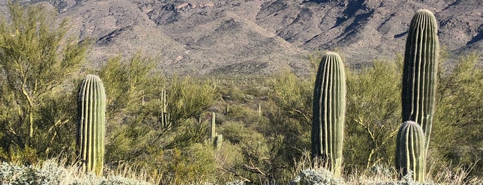 Cactus Forest Drive is one of TODO Tucson.