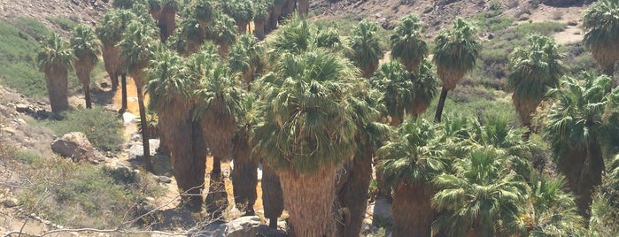 Indian Canyons is one of Things to do in Palm Springs.