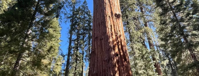 Sequoia National Park is one of LA/Central CA.