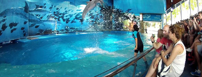 Dubai Dolphinarium is one of Dubai.