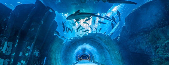Underwater Zoo is one of Dubai.