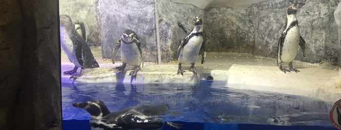 Пингвинарий is one of Посетить в Сочи.