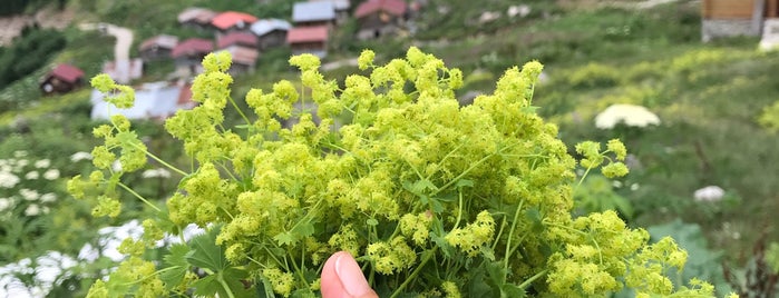 Amlakit Yaylası is one of Posti che sono piaciuti a Ebru.