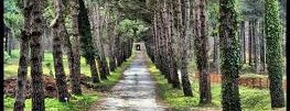 Atatürk Arboretumu is one of Estambul.