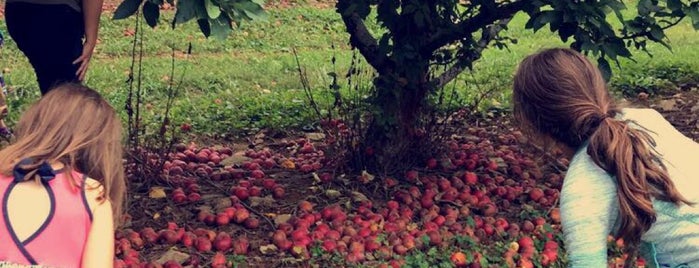 Lewis Orchard Farm is one of Lynnさんの保存済みスポット.