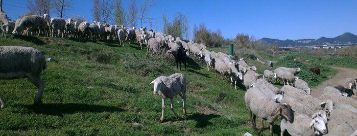 Riu Llobregat is one of Lieux qui ont plu à Juan Pedro.