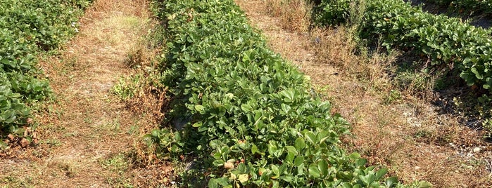 Q Gardens Farm Shop is one of Johannes 님이 좋아한 장소.