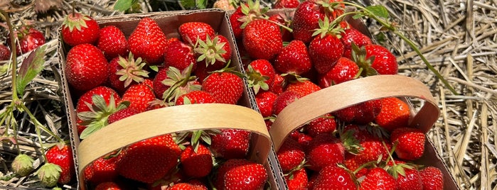 Sussex County Strawberry Farm is one of NJ Finds.