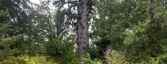 Worlds Biggest Spruce Tree is one of Lugares favoritos de Brent.