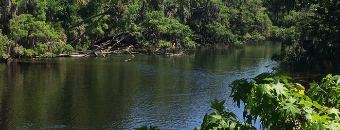 Blue Springs State Park is one of Central Florida Date Ideas.