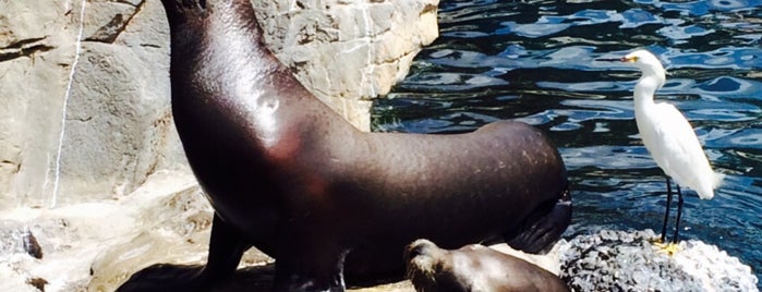 Seal And Sealion Encounter is one of Lugares favoritos de Lizzie.