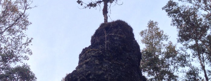 Lava Tree State Monument is one of สถานที่ที่ Brian ถูกใจ.