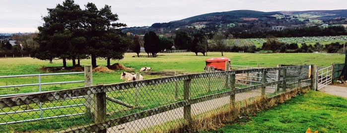 DSPCA is one of Dublin.