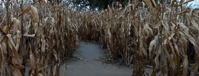 BestMaze Corn Maze is one of Fabulous Fall Corn Mazes & Pumpkin Patches.