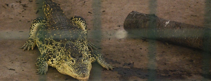 Krokodil Zoo is one of Balaton.