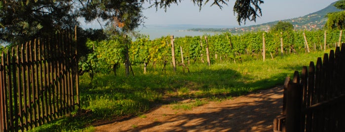 Folly Arborétum is one of Must-see wine terraces at Lake Balaton.