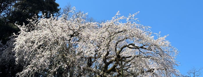 奥山田のしだれ桜 is one of 愛知県の桜スポット.