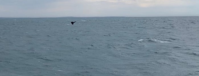 Whale Watching Hermanus is one of אטרקציות.