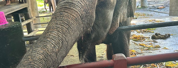 Maetaman Elephant Camp is one of Chiang Mai ^^".