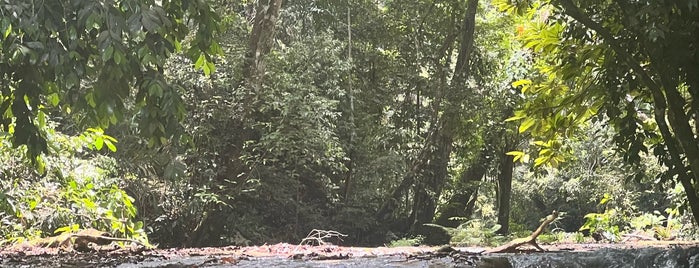 Selva Lacandona is one of Los charcos de una rana feliz.