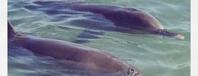RAC Monkey Mia Dolphin Resort is one of Australia favorites by Jas.
