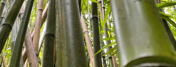 Bamboo Forest is one of Maui.