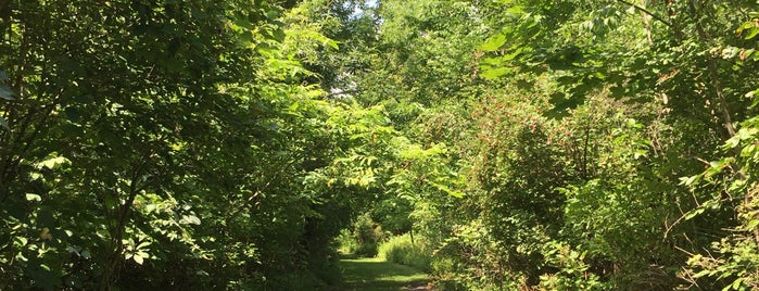 Black Creek Park is one of not all those who wander are lost.