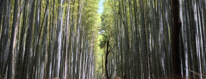 Arashiyama Bamboo Grove is one of Kyoto.