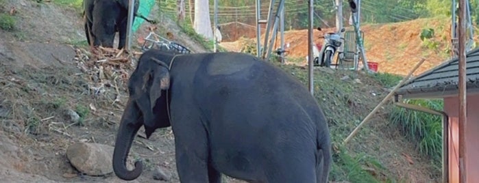Safari Elephant is one of Phuket.