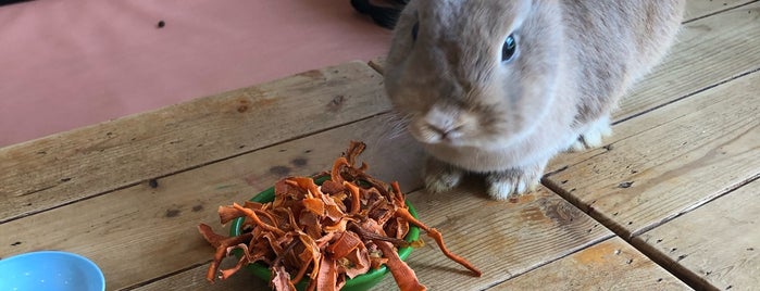 Rabbito' Cafe' is one of Dee'nin Kaydettiği Mekanlar.