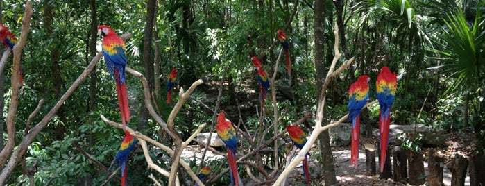 Aviario is one of Lugares guardados de Jiordana.