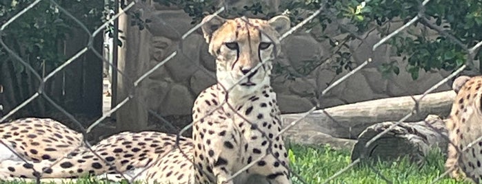 Cheetah Exhibit is one of Things To Do --- NEAR Home.