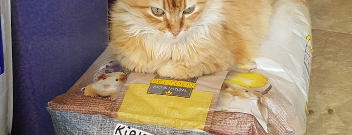 KirliPati Pet Kuaför&Pet Shop is one of Ekrem : понравившиеся места.