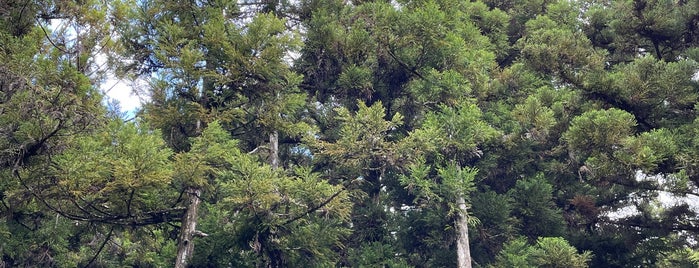 Forêt de Bébourg is one of La Reunion.