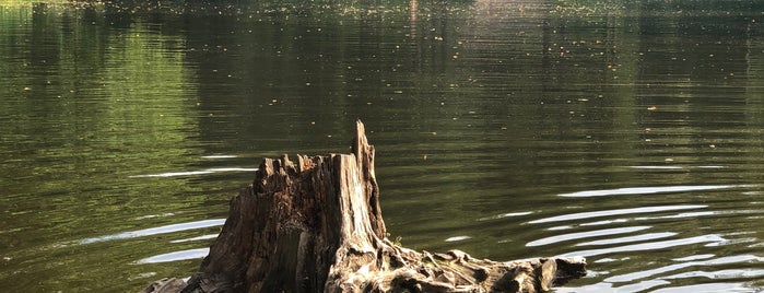Барский пруд is one of красивые места для фотосессий.