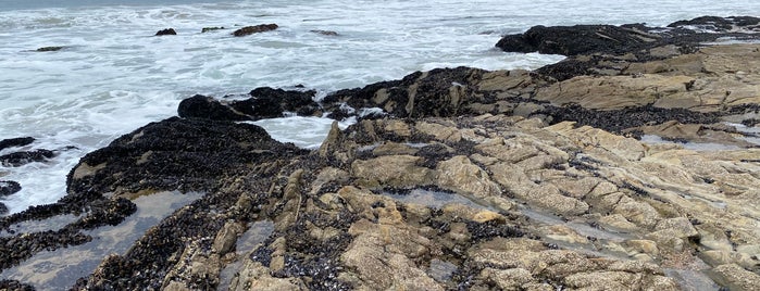 Crystal Cove tidal pools is one of OC Extraordinaire.