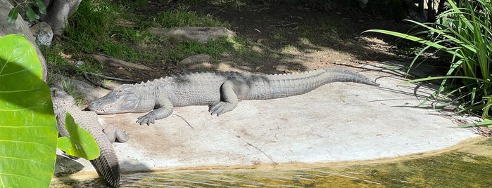 Alligator Exhibit is one of LAX.