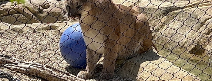 Orange County Zoo is one of Nikki Kreuzer's Animal Adventures (L.A.area).