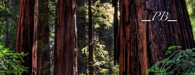 Muir Woods National Monument is one of SF Bay To Redo.
