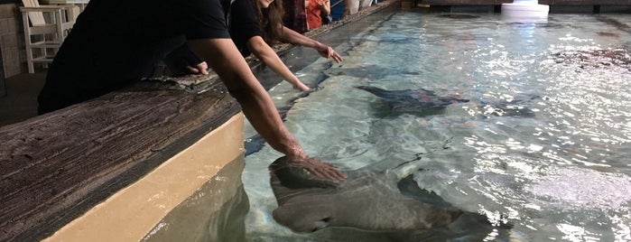 Sharks Tank @The Florida Aquarium is one of Justin : понравившиеся места.