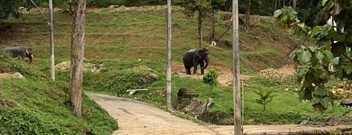 Elephant show @ phuket zoo is one of Thailand 🇹🇭.