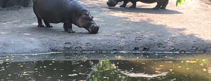 Hippo Pool is one of Lugares favoritos de Candice.