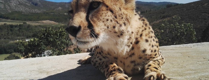 Cheetah Outreach Paardevlei is one of Cape Town.